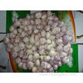 Normal White Garlic In Carton New Crop